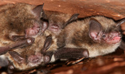 iron mountain bat removal, kingsford bat problem, kingsford bats, kingsford bat removal, escanaba bat problem, escanaba bat removal, escanaba bats