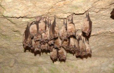 exterminating, bat removal, upper michigan bat removal, wisconsin bat removal, u.p. bat removal, up bat removal, upper michigan bats, up bats, u.p. bats, bat problem, bats, brown bats, bats house, bat removal specialists, northern wisconsin bat removal, n