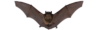 exterminating, bat removal, escanaba bat removal, escanaba bats