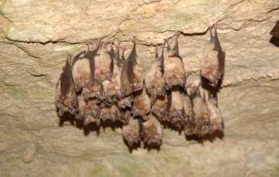 exterminating, bat removal, upper michigan bat removal, wisconsin bat removal, u.p. bat removal, up bat removal, upper michigan bats, up bats, u.p. bats, bat problem, bats, brown bats, bats house, bat removal specialists, northern wisconsin bat removal, n
