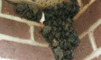 Habitat and Roosting of Bats