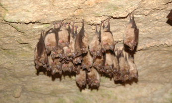Echolocation and Communication of Bats