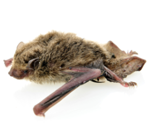 contact U.P. Bats, contact information about bat removal, exterminating, bat removal, upper michigan bat removal, wisconsin bat removal, u.p. bat removal, up bat removal, upper michigan bats, up bats, u.p. bats, bat problem, bats, brown bats, bats house, 
